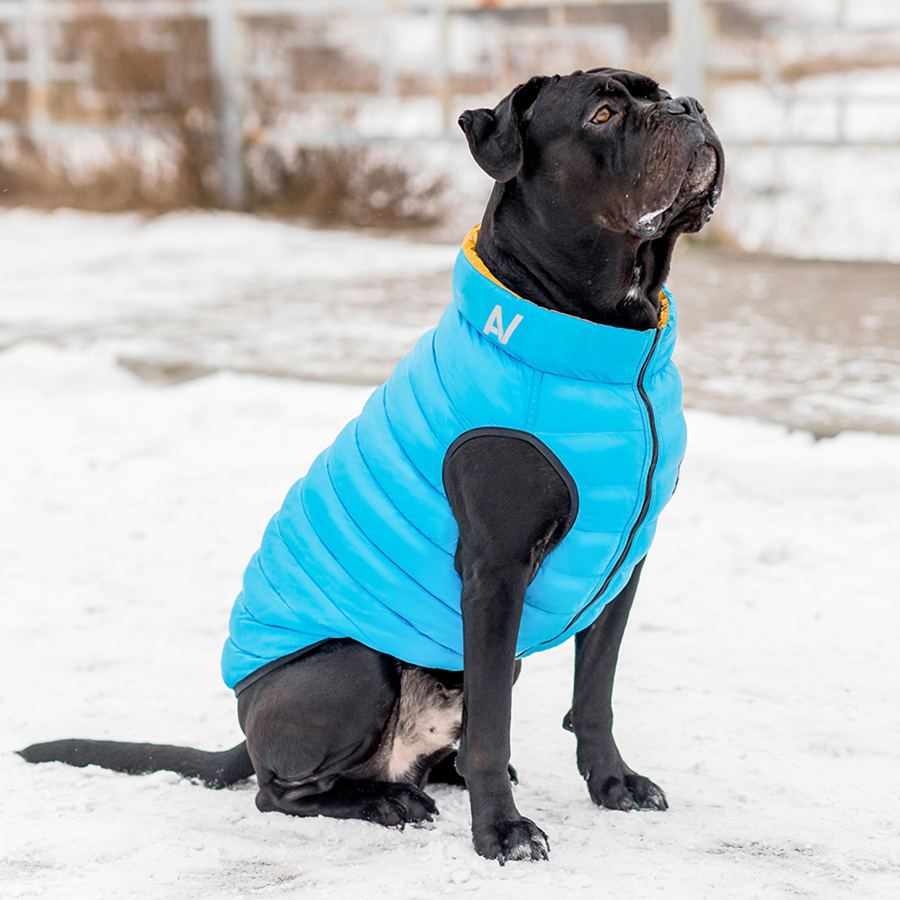 Двостороння курточка AiryVest для собак , розмір L 65, жовто-блакитна — фото 3